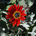 Nature's Gold Flower