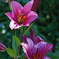 Pink Lilies