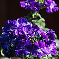 Purple Brillance