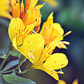 Yellow Wild Flowers