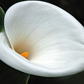 Calla Lilly 