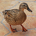 Just Ducky