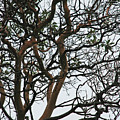 Tangled Web Tree