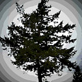 Tree Poster Art