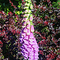 Foxgloves Blooming