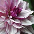 Lady Dahlia 