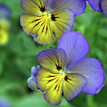 You're So Pansy