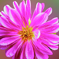 Alpine Aster 