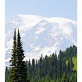 Mt. Rainier Landscape