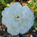 White Peek-a-Boo Rose